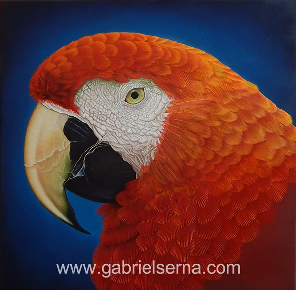 Pintura al óleo de Guacamaya Roja por Gabriel Serna