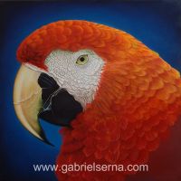 Guacamaya Roja - Detail - Oil Painting by Gabriel Serna
